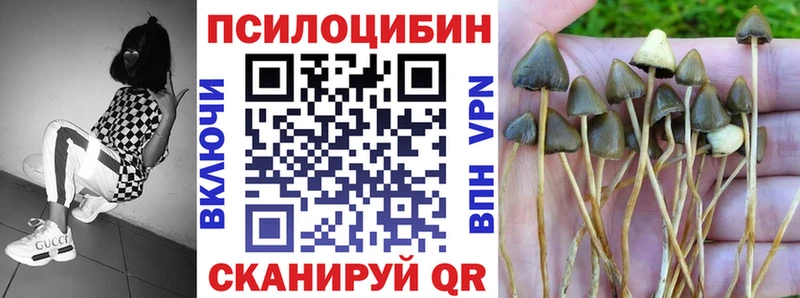 даркнет сайт  Новозыбков  Галлюциногенные грибы Psilocybine cubensis 