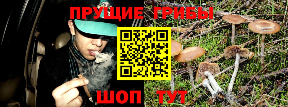 Новозыбков  Галлюциногенные грибы MAGIC MUSHROOMS  Псилоцибиновые грибы GOLDEN TEACHER  Вход с VPN 